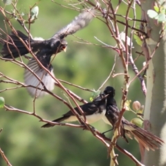 Rhipidura leucophrys at Jerrabomberra Wetlands - 7 Feb 2024