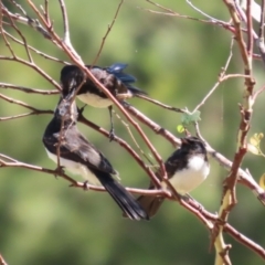 Rhipidura leucophrys at Jerrabomberra Wetlands - 7 Feb 2024