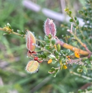 Mirbelia oxylobioides at Jerangle, NSW - 7 Feb 2024 03:47 PM