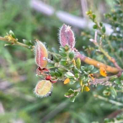 Mirbelia oxylobioides (Mountain Mirbelia) at Jerangle, NSW - 7 Feb 2024 by JaneR