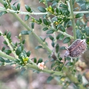 Mirbelia oxylobioides at Jerangle, NSW - 7 Feb 2024