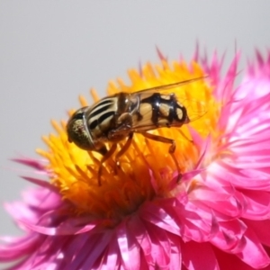 Eristalinus punctulatus at Macarthur, ACT - 7 Feb 2024