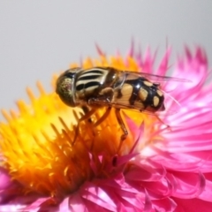 Eristalinus punctulatus at Macarthur, ACT - 7 Feb 2024