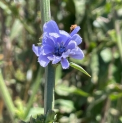 Cichorium intybus (Chicory) at Jingera, NSW - 7 Feb 2024 by JaneR