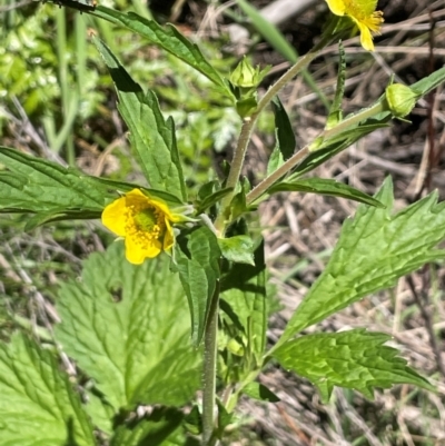 Geum urbanum (Herb Bennet) at Anembo, NSW - 7 Feb 2024 by JaneR