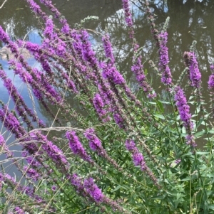 Lythrum salicaria at Jerangle, NSW - 7 Feb 2024