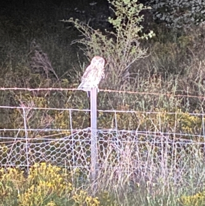 Ninox boobook (Southern Boobook) at Whitlam, ACT - 7 Feb 2024 by SteveBorkowskis