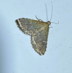 Metasia capnochroa (Smokey Metasia Moth) at Molonglo, ACT - 7 Feb 2024 by SteveBorkowskis