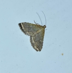 Metasia capnochroa at Molonglo River Reserve - 7 Feb 2024