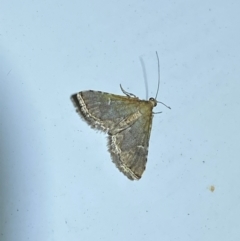 Metasia capnochroa at Molonglo River Reserve - 7 Feb 2024