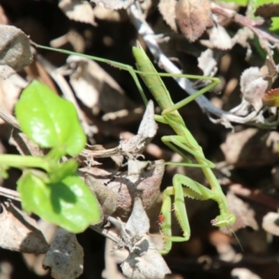 Pseudomantis albofimbriata (False garden mantis) at Wingecarribee Local Government Area - 25 Dec 2023 by JanHartog