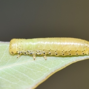 Paropsini sp. (tribe) at Dryandra St Woodland - 7 Feb 2024 11:07 AM