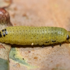 Paropsini sp. (tribe) at Dryandra St Woodland - 7 Feb 2024