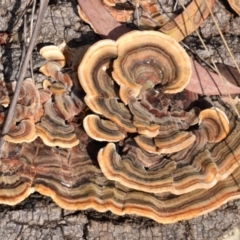 Trametes versicolor (Turkey Tail) at Dryandra St Woodland - 6 Feb 2024 by DianneClarke