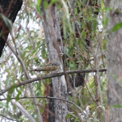 Cinclosoma punctatum (Spotted Quail-thrush) at Wingecarribee Local Government Area - 12 Dec 2023 by JanHartog