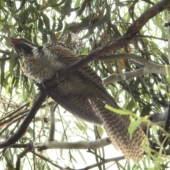 Eudynamys orientalis (Pacific Koel) at Aranda, ACT - 5 Feb 2024 by KMcCue