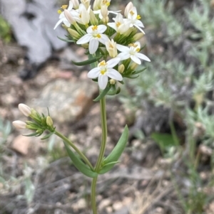 Centaurium erythraea at QPRC LGA - 4 Feb 2024