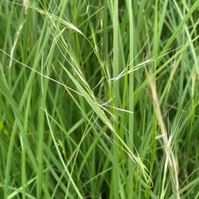 Microlaena stipoides (Weeping Grass) at Bendoura, NSW - 4 Feb 2024 by JaneR