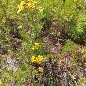 Tanacetum vulgare at Symonston, ACT - 7 Feb 2024