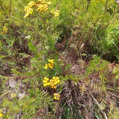 Tanacetum vulgare (Tansy) at Symonston, ACT - 7 Feb 2024 by CallumBraeRuralProperty