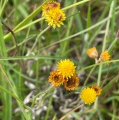 Coronidium gunnianum (Gunn's Everlasting) at Bendoura, NSW - 4 Feb 2024 by JaneR