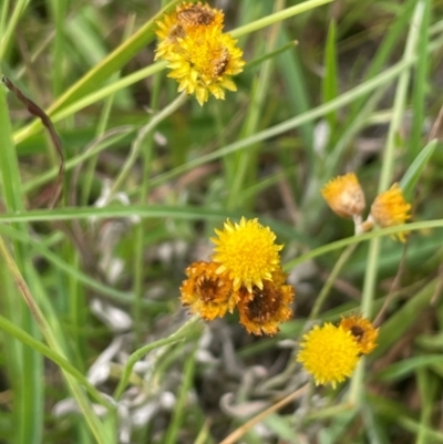 Coronidium gunnianum (Gunn's Everlasting) at Bendoura, NSW - 4 Feb 2024 by JaneR