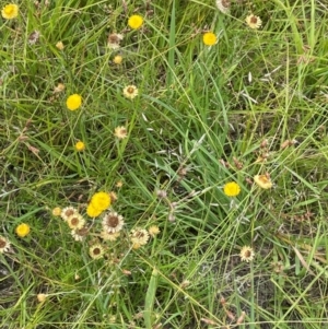 Coronidium gunnianum at QPRC LGA - 4 Feb 2024 12:47 PM