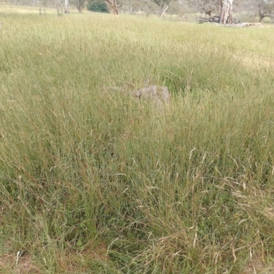 Bothriochloa macra (Red Grass, Red-leg Grass) at Symonston, ACT - 4 Feb 2024 by CallumBraeRuralProperty