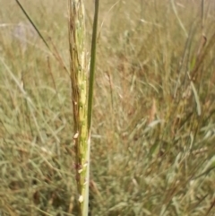 Bothriochloa macra at Symonston, ACT - 4 Feb 2024