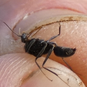 Formicidae (family) at Bicentennial Park - 8 Feb 2024