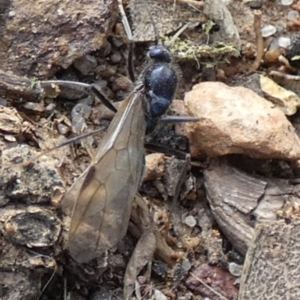 Formicidae (family) at Bicentennial Park - 8 Feb 2024 07:59 AM