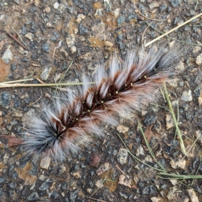 Anthela varia (Hairy Mary) at Bicentennial Park - 8 Feb 2024 by Paul4K