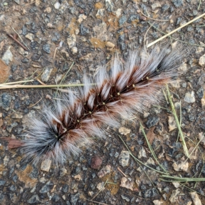 Anthela varia (Hairy Mary) at Queanbeyan West, NSW - 7 Feb 2024 by Paul4K