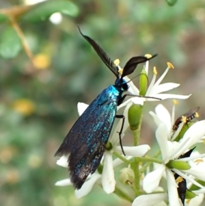 Pollanisus (genus) at Aranda Bushland - 6 Feb 2024