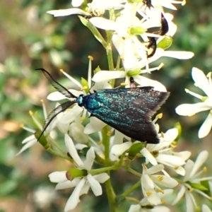 Pollanisus (genus) at Aranda Bushland - 6 Feb 2024