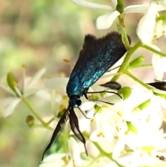 Pollanisus (genus) at Aranda Bushland - 6 Feb 2024