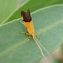 Crocanthes micradelpha (A longhorned moth) at Aranda, ACT - 6 Feb 2024 by CathB