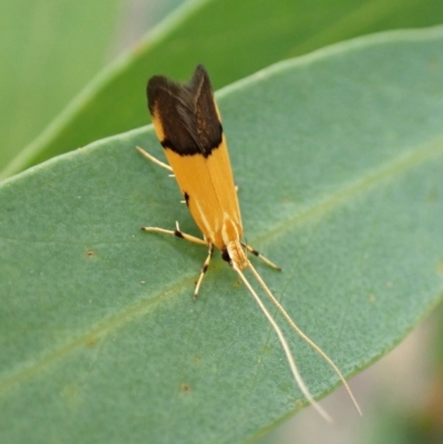 Crocanthes micradelpha (A longhorned moth) at Aranda, ACT - 6 Feb 2024 by CathB