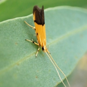 Crocanthes micradelpha at Aranda Bushland - 6 Feb 2024