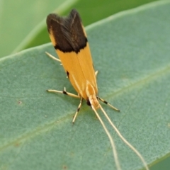 Crocanthes micradelpha at Aranda Bushland - 6 Feb 2024