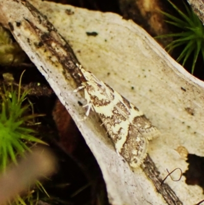 Scoparia spelaea (a Crambid moth) at Aranda, ACT - 6 Feb 2024 by CathB