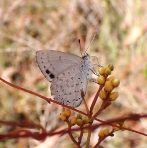 Erina hyacinthina at Aranda Bushland - 7 Feb 2024 03:52 PM