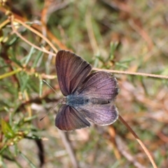 Erina hyacinthina at Aranda Bushland - 7 Feb 2024 03:52 PM