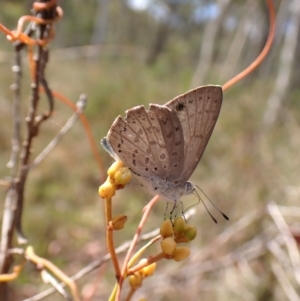 Erina hyacinthina at Aranda Bushland - 7 Feb 2024