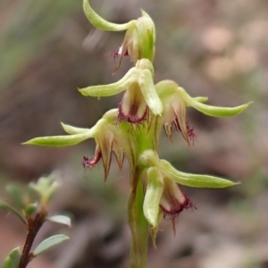 Corunastylis cornuta at Aranda Bushland - suppressed