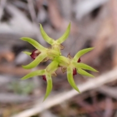 Corunastylis cornuta at Aranda Bushland - 7 Feb 2024