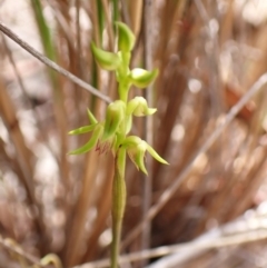 Corunastylis cornuta at Aranda Bushland - 7 Feb 2024