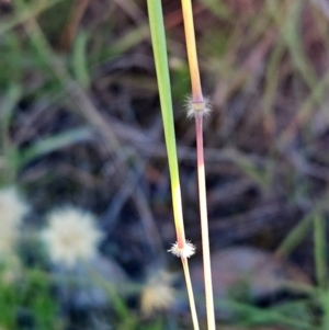 Dichanthium sericeum at The Pinnacle - 7 Feb 2024 08:29 AM