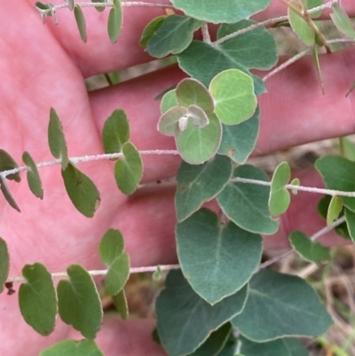 Eucalyptus bridgesiana (Apple Box) at Deakin, ACT - 29 Dec 2023 by Tapirlord