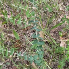 Eucalyptus bridgesiana at Red Hill Nature Reserve - 29 Dec 2023